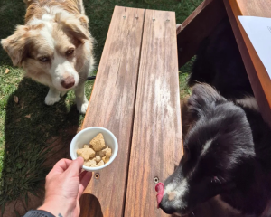 Pet Friendly Cellar Door