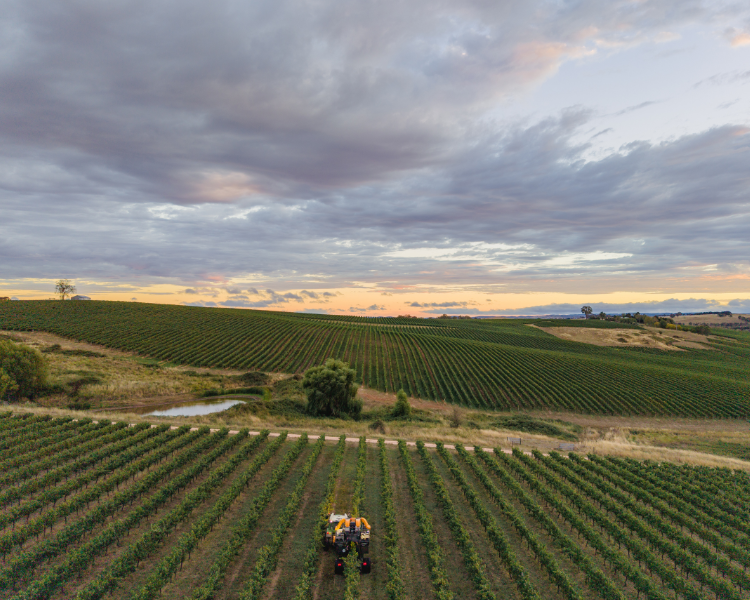 Organic Wine Australia