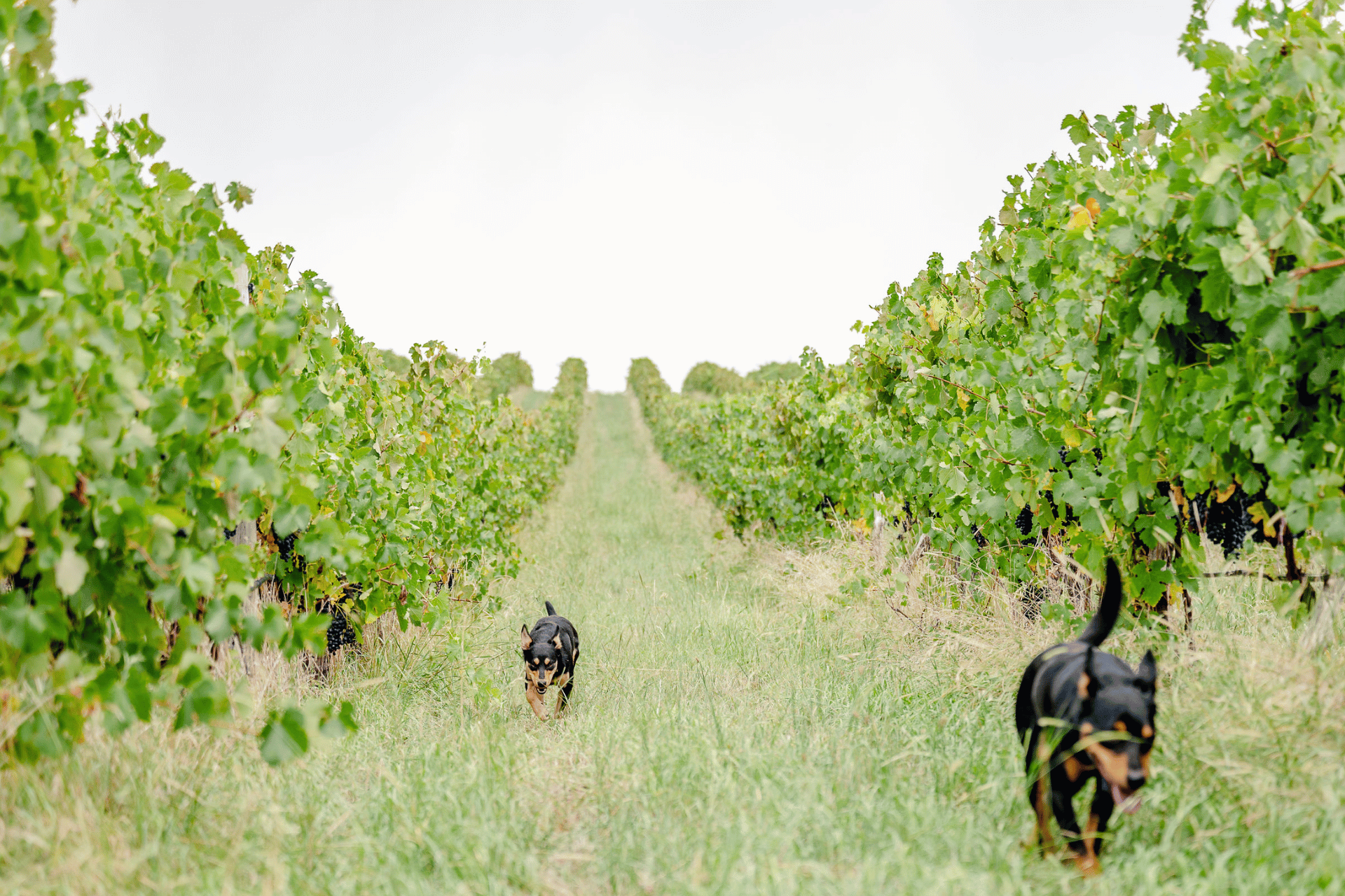 Pet Friendly Cellar Doors